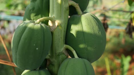 green papayas on the tree