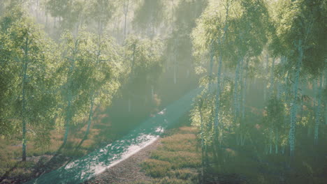 dirty-road-through-summer-forest