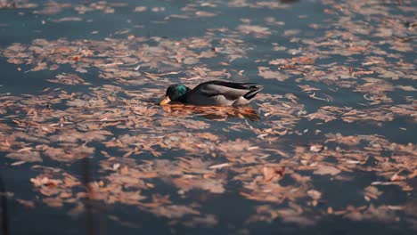 a male mallard duck paddling on the water foraging for food and feeding