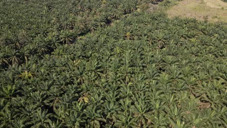 large, dense african palm tree plantation near quepos in costa rica, central america