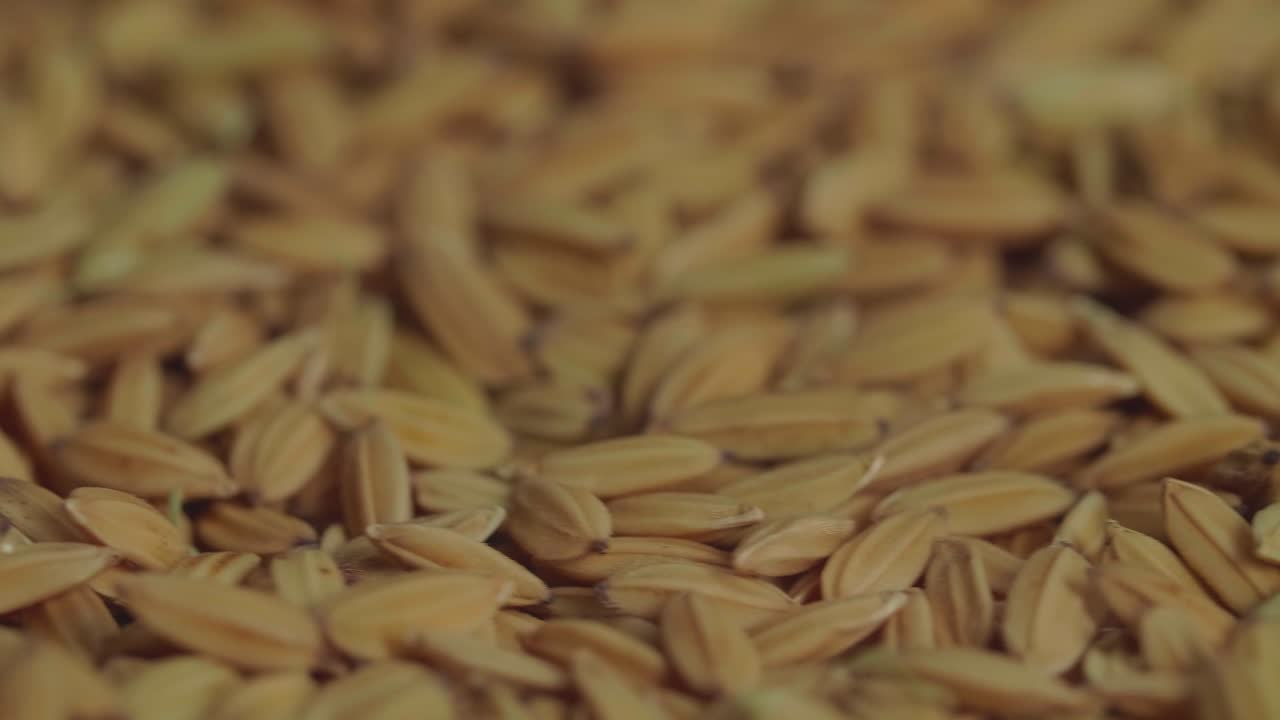 Brown Rice Grains Rotating Slowly Over Camera Background In Slow Motion