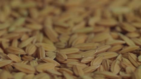 brown rice grains rotating slowly over camera background in slow motion