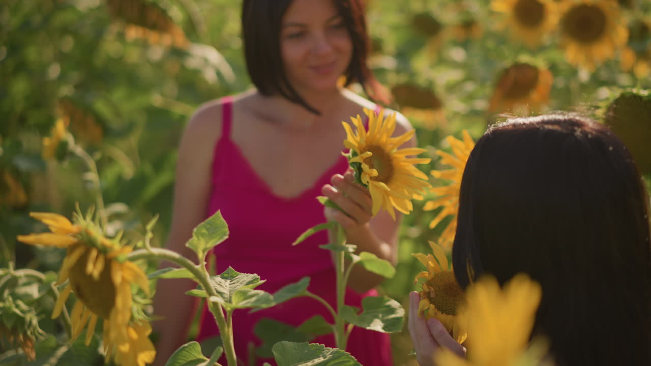 Primo piano di girasole, mani che esplorano i petali in un campo, attenzione tattile su stelo e polline, donna in abito rosa che ispeziona la fioritura, movimento lento della telecamera con luce solare calda e profondità di campo ridotta, giardiniere