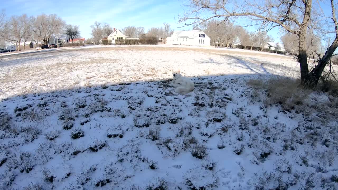 화창한 겨울날 눈 속에서 뒹굴며 노는 하얀 허스키 개