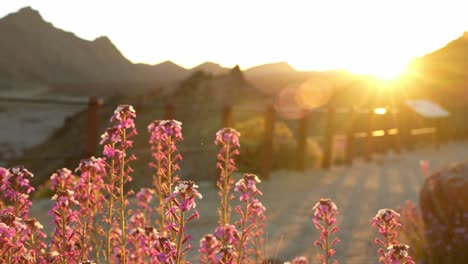 Purple-flowers-of-Erysimum-in-Teide-National-Park,-sunset-yellow-sky-behind