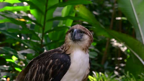 El-águila-Filipina,-También-Conocida-Como-águila-Comedora-De-Monos,-Está-En-Peligro-Crítico-Y-Puede-Vivir-Sesenta-Años-Alimentándose-De-Monos,-Lémures-Voladores-Y-Pequeños-Mamíferos-Como-Ave-De-Rapiña-Oportunista.