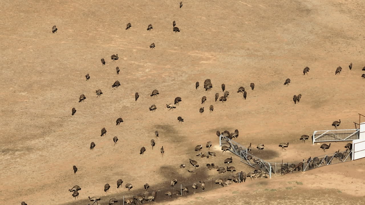 Aerial: Drone shot of emus in a field at a farm near Wagga Wagga, NSW Australia