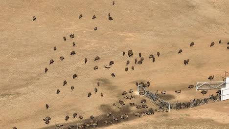 aerial: drone shot of emus in a field at a farm near wagga wagga, nsw australia