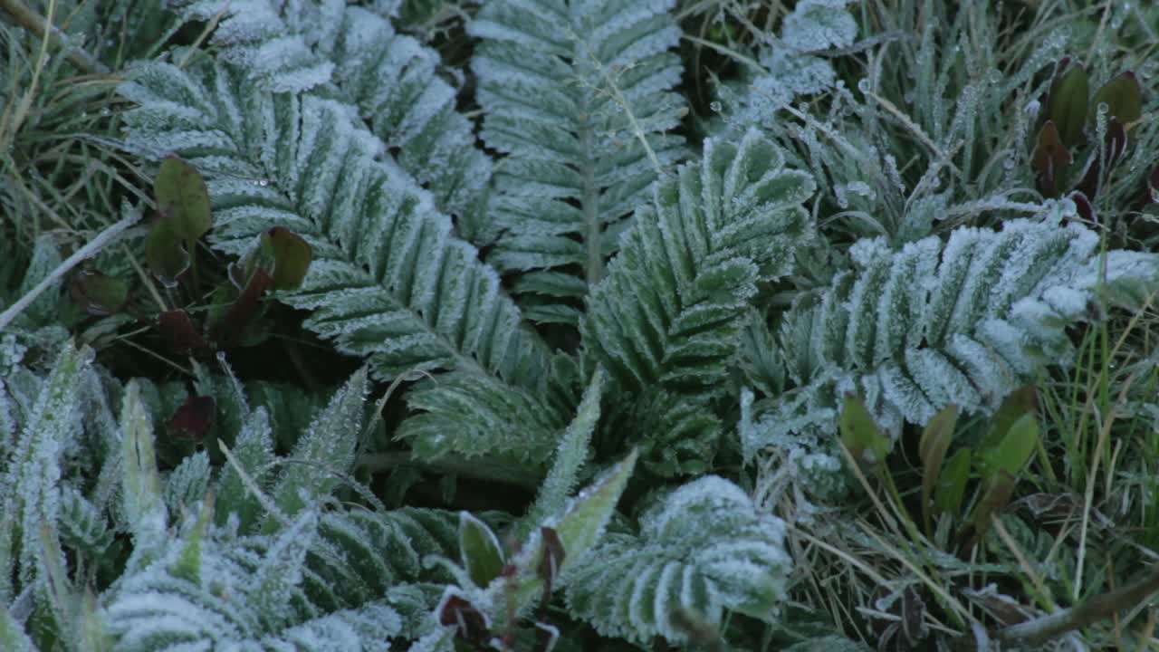 Frosty Leaves and Grass