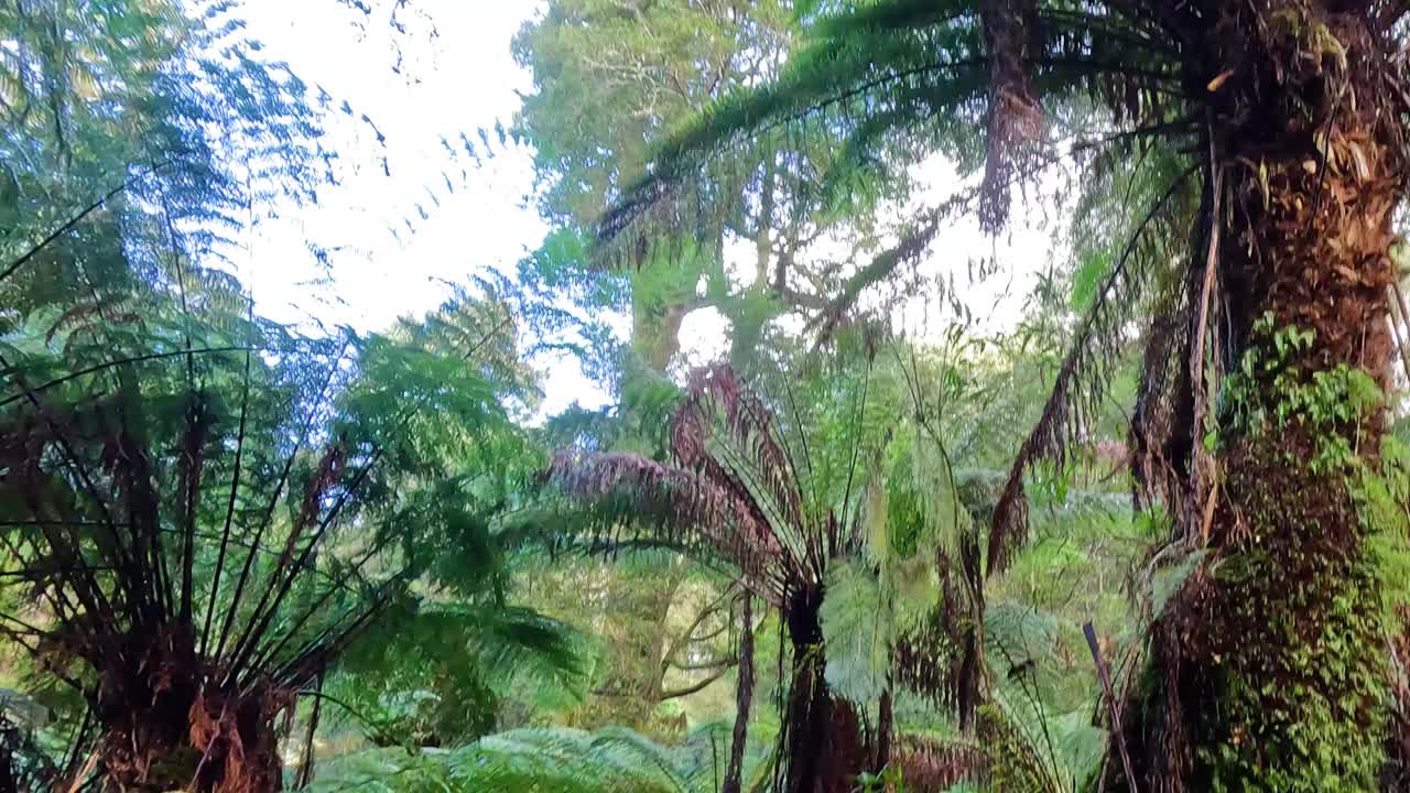 пышный тропический лес с папоротниками и высокими деревьями