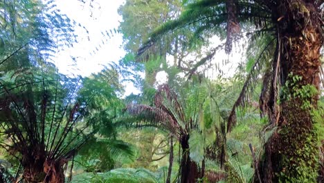 bosque tropical exuberante con helechos y árboles altos