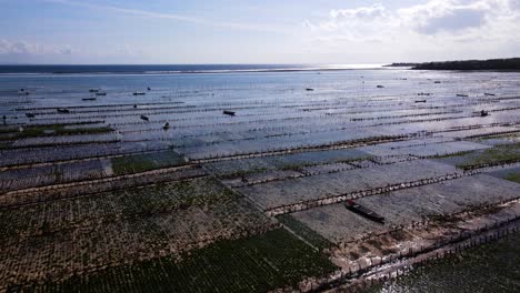 a wide angle aerial view of an indonesian seaweed farm with the ocean in the background at low tide