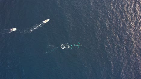 Aerial-view-of-wildlife-tour-boats-following-Humpback-whales---birdseye,-drone-shot