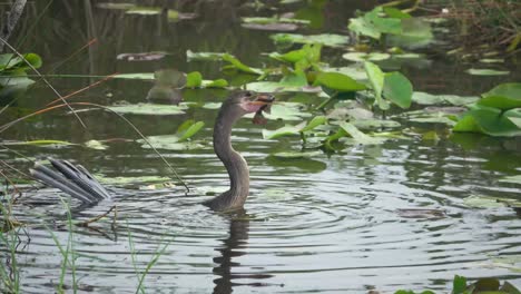 Ein-Anhinga-Vogel-Schluckt-Einen-Lebenden-Fisch-Im-Ganzen,-Während-Er-Lebenslang-Flattert