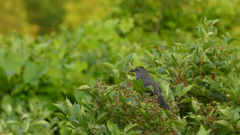 Grauer-Vogel,-Der-Einen-Grünen-Ast-Mit-Verschwommenem-Hintergrund-Abhebt