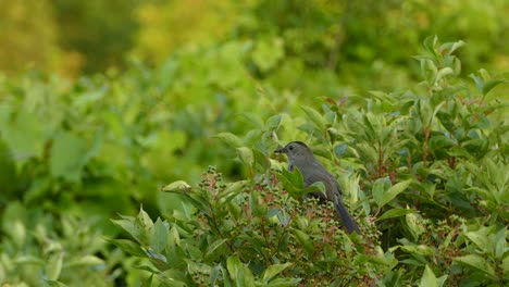 pájaro gris despegando de una rama de árbol verde con un fondo borroso