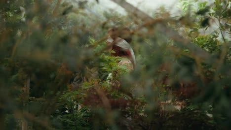 trucking-cinematic-footage-with-foreground-focus-of-A-young-woman-in-a-white-dress-and-blindfolded-while-walking-in-a-greenhouse-of-plants