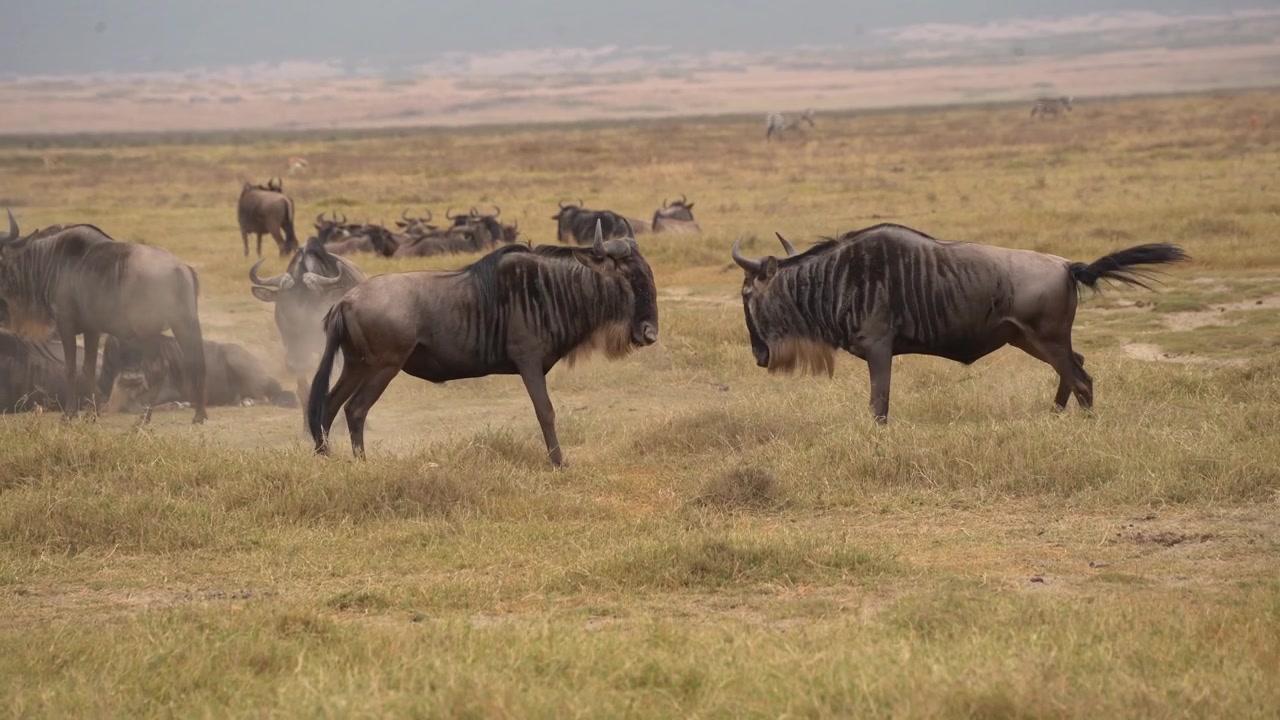 Two male wildebeest fighting for dominance on the African savanna in Tanzania.