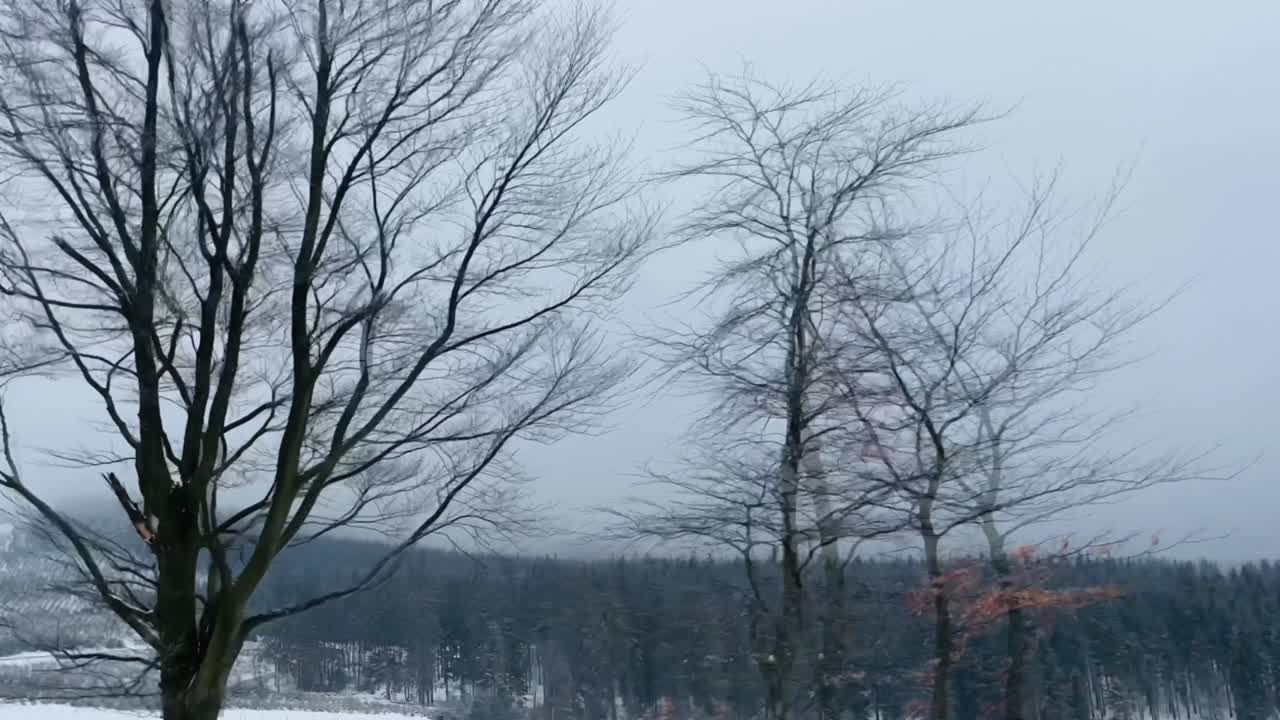 전경에 나무가 있고 언덕에 눈이 있고 지평선에 많이 있는 넓은 겨울 풍경