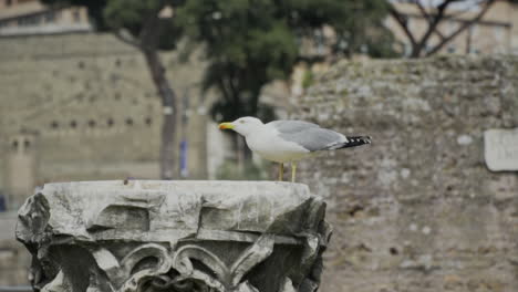 Bird-perched-on-fountain-in-Rome,-Italy-on-cloudy-day,-slow-motion