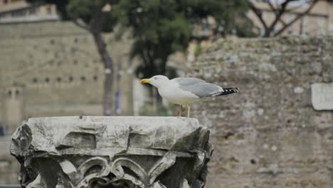 bird perched on fountain in rome, italy on cloudy day, slow motion