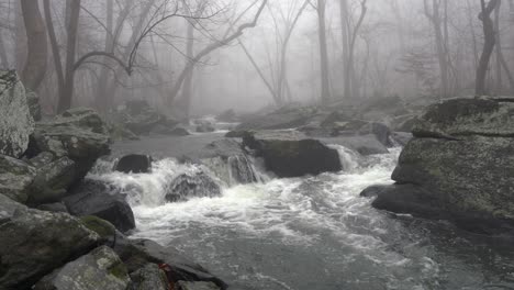 a wide view of a flowing river in the forest with trees overhanging the banks