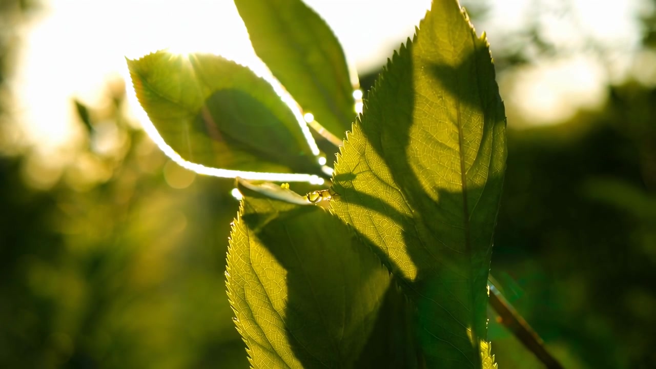 Small Ant Crawling on Green Leaf in Golden Hour Sunlight