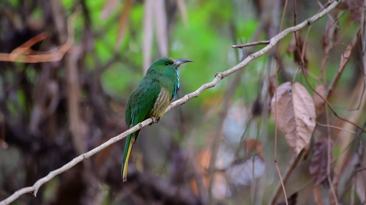 el abejaruco de barba azul se encuentra en la península de malaya, incluida tailandia, en claros de bosques particulares