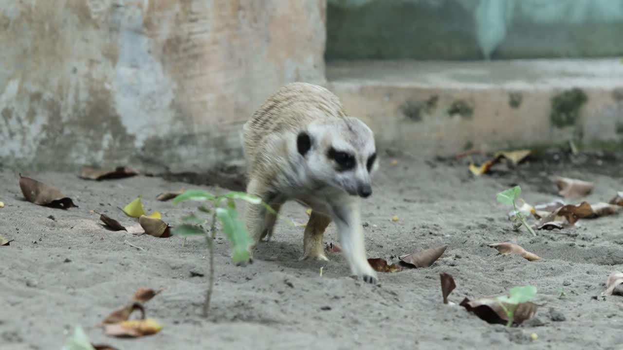 Meerkat Roaming Across Sandy Ground in Natural Habitat