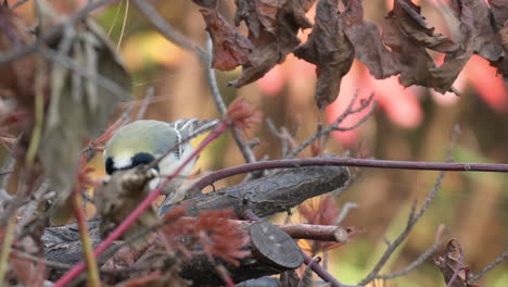 japanese tit eating insects, jumps, defecates, cleans beak and flies away - close-up