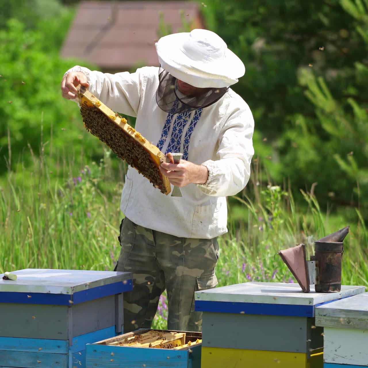Apiarist looks after bees. Beekeeper taking the frame with bees from a hive in the countryside. Busy bees flying in the apiary.