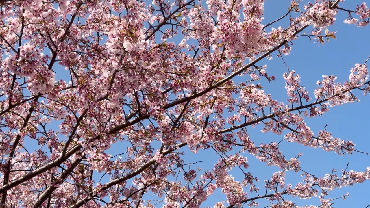 Primo piano di fiori di sakura rosa che ondeggiano delicatamente sui rami degli alberi sotto la luce intensa del sole.