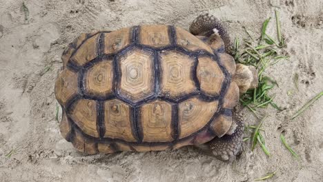 tortoise eating grass in sand