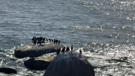 sea birds sitting on a rock