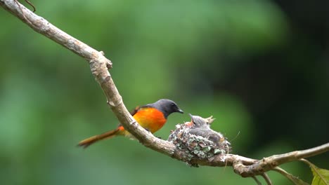 The-mother-small-minivet-bird-came-to-her-baby-in-the-nest-on-a-tree-branch-and-feeds-him