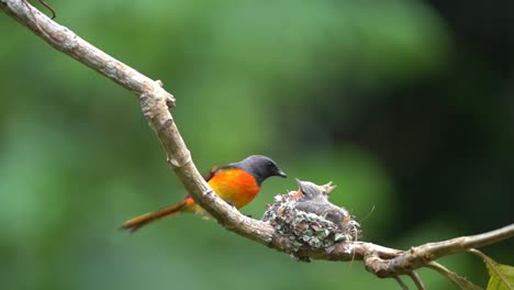 la madre pequeño pájaro minivet vino a su bebé en el nido en una rama de árbol y lo alimenta