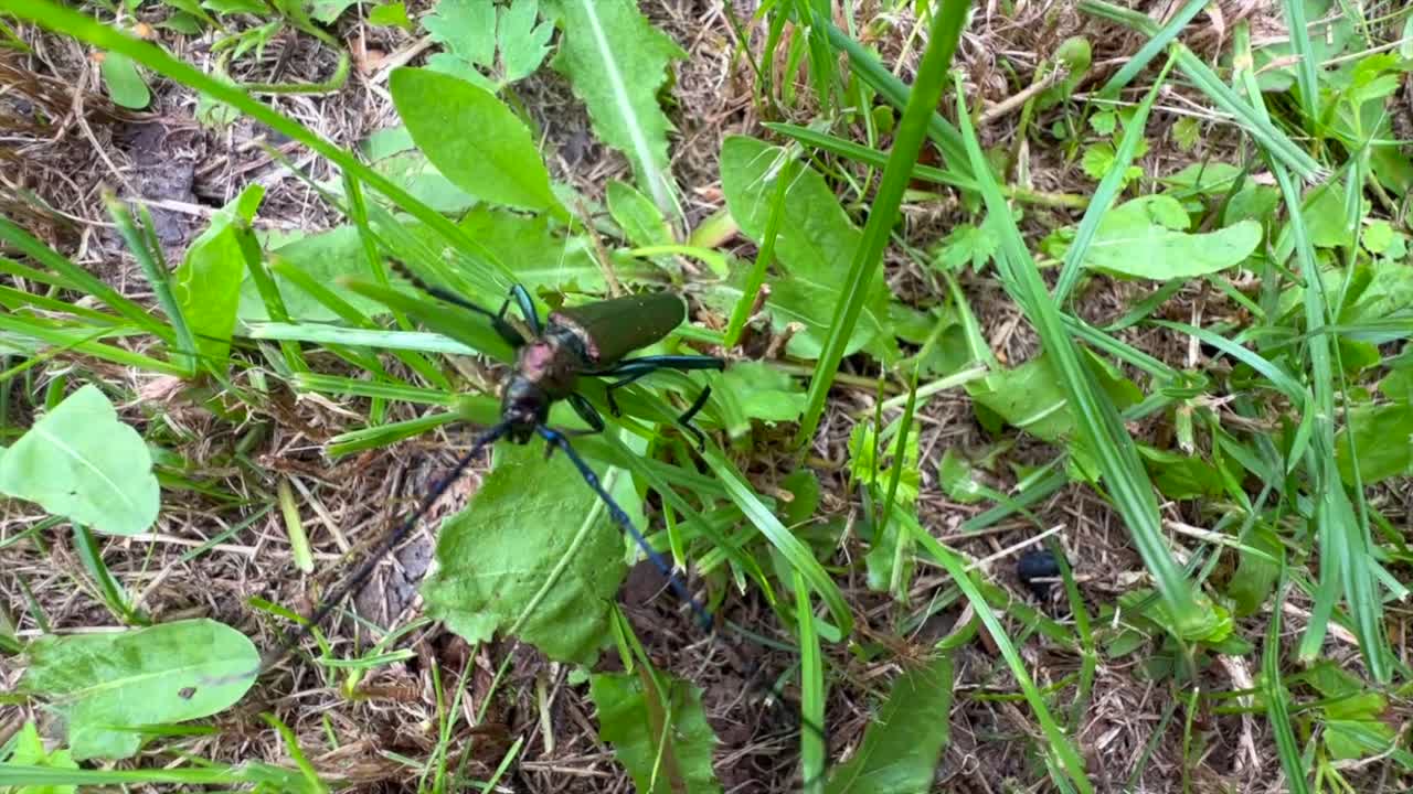 Top down view of a Musk beetle (Aromia moschata) climbing on a blade of grass. Saaremaa, Estonia