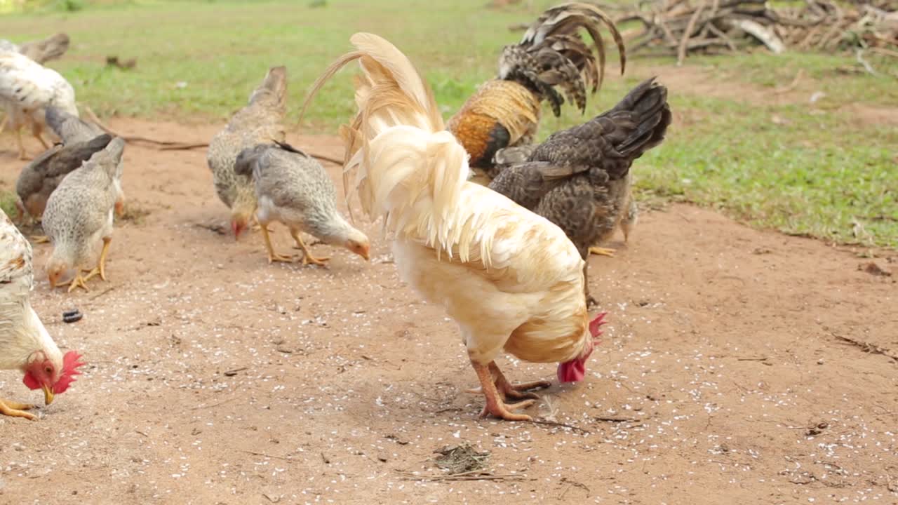 gallos y gallinas picoteando, comiendo al aire libre en el corral, de cerca, ángulo alto