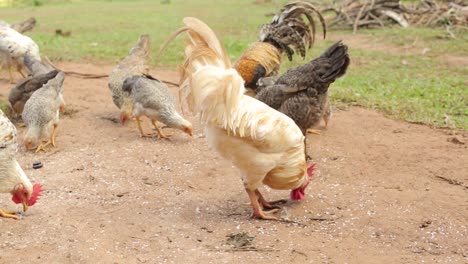 roosters and hens pecking, eating outdoors on farmyard, close up, high angle