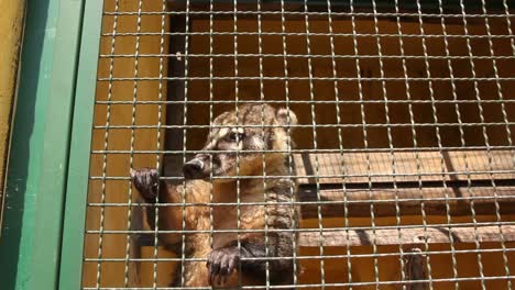 cute coati climbing up and down in his cage