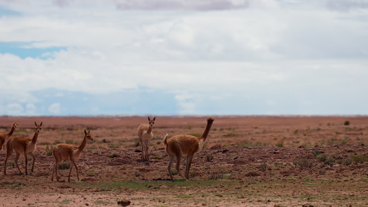 Wild herd of vicuna (Lama vicugna) in desert of Peru with one trying to poop