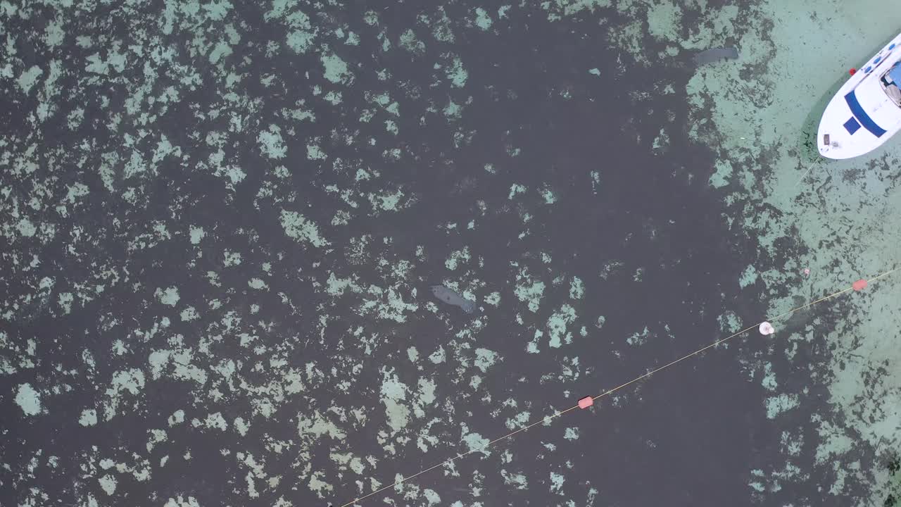 Aerial view of manatees swimming near the surface of a clear spring surrounded by vegetation in Florida