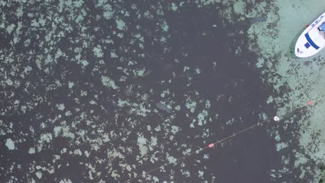 aerial view of manatees swimming near the surface of a clear spring surrounded by vegetation in florida