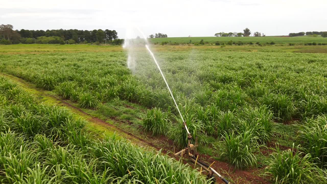 órbita cercana: riego por aspersión en plantaciones exuberantes
