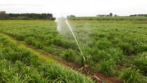 órbita cercana: riego por aspersión en plantaciones exuberantes