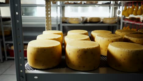 motion along shelf with cheese heads in plant warehouse