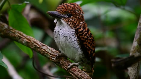 Ein-Baum-Eisvogel-Und-Einer-Der-Schönsten-Vögel-Thailands-In-Den-Tropischen-Regenwäldern