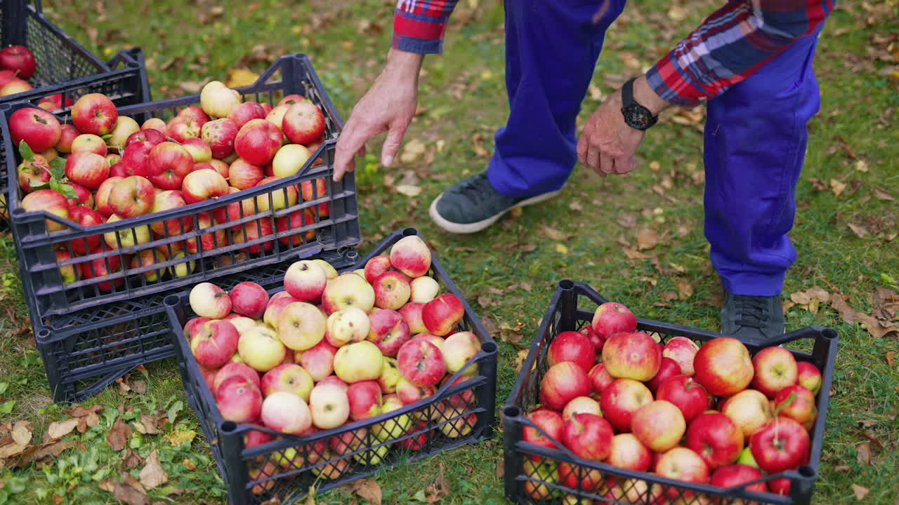 Apple harvest in autumn. Fresh organic apples in plastic drawers on the ground. Farmer sorting ripe fruit outdoors.