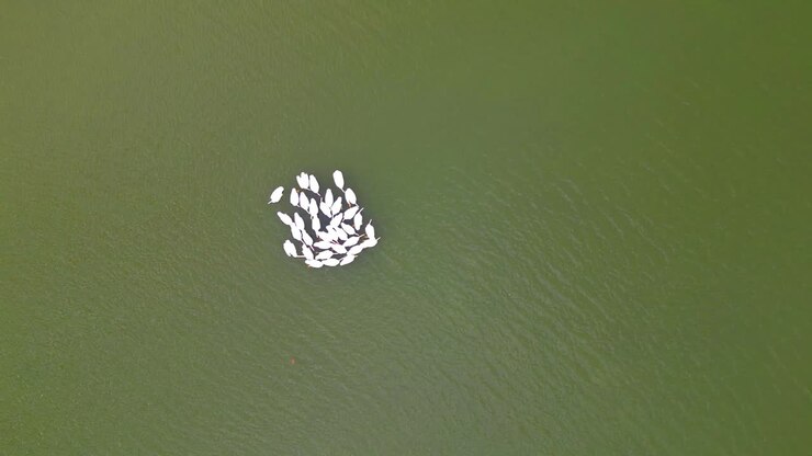Bird's eye view of pelicans huddling on the river