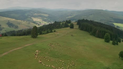 Luftdrohne-Kippt-Den-Blick-Nach-Unten-Auf-Schafe,-Die-Auf-Einer-Wiese-In-Einer-Landschaft-Mit-Bergen-Und-Einem-Dorf-Im-Hintergrund-Grasen